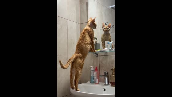 Devon Rex cat stares at own reflection in Varna, Bulgaria