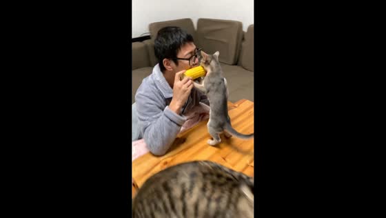 Pet cat snatches corn from owner in Hunan, China