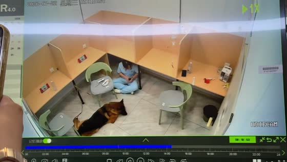Woman crawls past a leashed German Shepherd to leave a room in Jilin, China