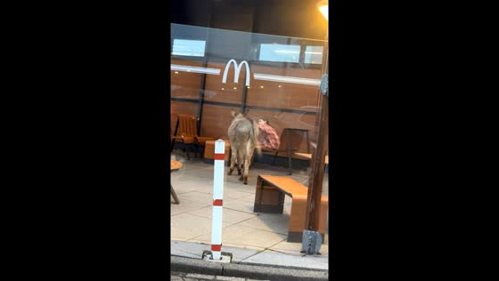 Donkey spotted outside McDonald's in Rotterdam, Netherlands