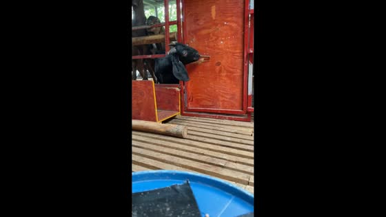 Goat unlocks gate to free itself and friends in Qinzhou, China