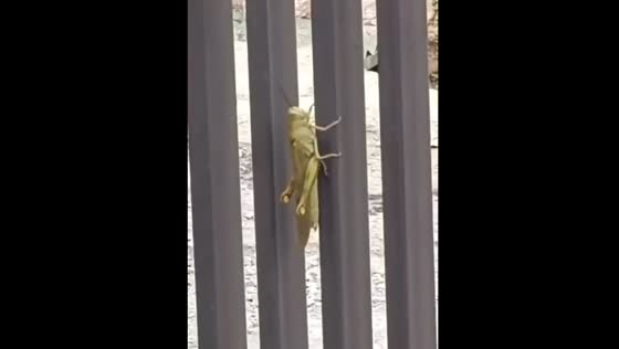 Sudden grasshopper jump startles passerby in Jatinangor, Indonesia