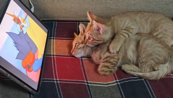 Cats watch cartoon on tablet in Gansu, China