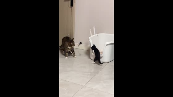 Adult cat hilariously knocks kitten into litter box in Henan, China