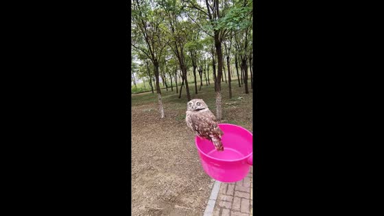 Rescuer helps little owl practice flying in Hebei, China