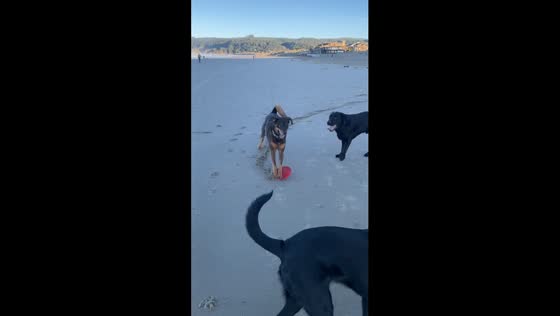 Frisbee sliding fun: dog's unique beach adventure at Cannon Beach, Oregon