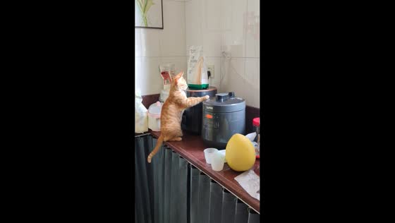 Curious cat repeatedly taps steaming electric cooker on kitchen counter in Guangdong, China