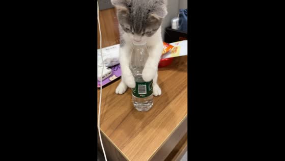 Cat struggles to open water bottle in Gansu, China