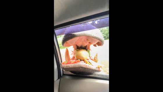Hippo drops fruit, visitor feeds it again at Taman Safari Indonesia