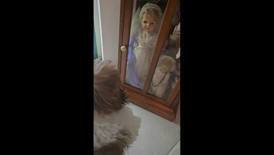 Shih Tzu cries after spotting doll through cabinet glass in Davenport, Florida