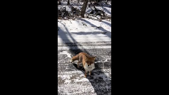 Fox encounter captivates travelers in Kitakaruizawa, Naganohara, Japan