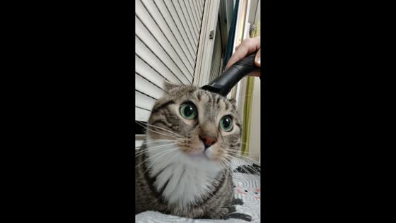 Cat enjoys head massage from vacuum in Reims, France