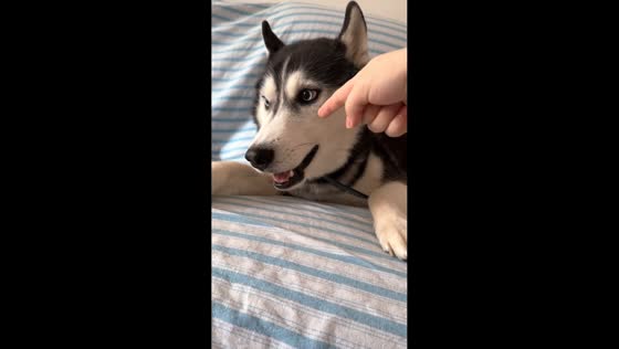 Husky mimics motorcycle sound in Chongqing, China