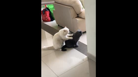 Adorable cat gives another cat a massage in heartwarming video from Mexico