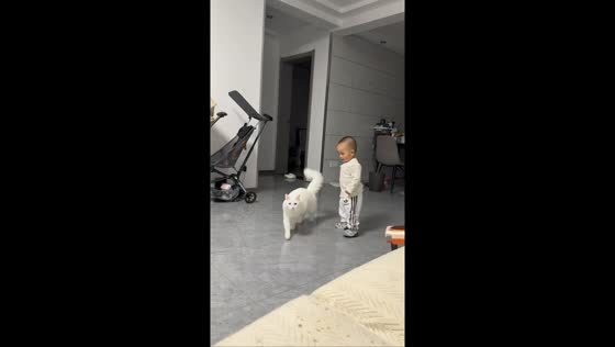 Playful Turkish Angora cat knocks down a laughing child in Anhui, China