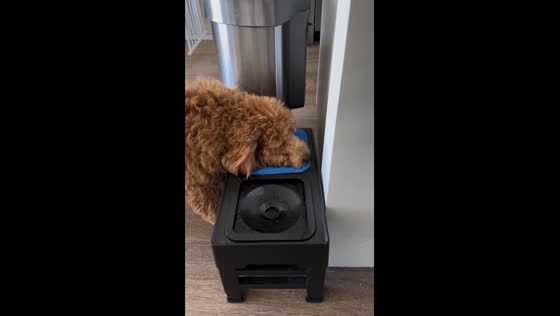 Dog learns to wipe mouth after drinking water