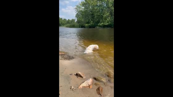 Dog cools off in a flowing river on a hot day in North Bay, Ontario, Canada