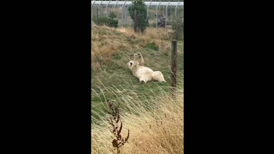 Bear scratches its back on ground in Doncaster