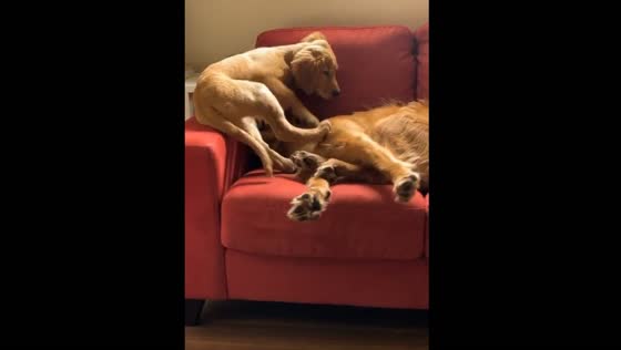 Golden retriever siblings cuddle daily in Winnipeg, Canada