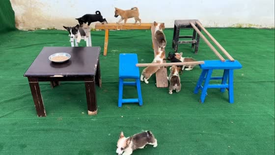 Puppies navigate obstacle course for food reward in Jiangsu, China