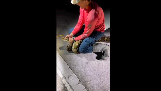 Record-breaking capture: the world's longest Burmese python defeated on US41