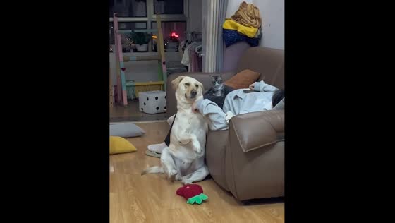 Person scratches dog’s neck as it taps floor in Hebei, China