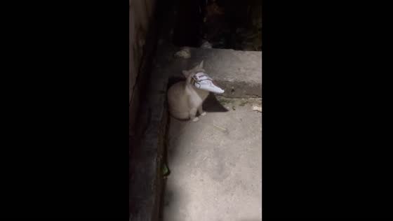 Cat gets stuck in packet in Gresik, Indonesia