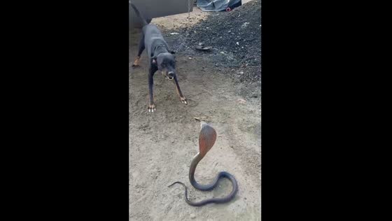 Dog barks at king cobra in Rajasthan video