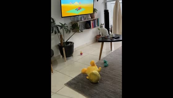 Cat jumps onto table to watch TV in Armenia, Colombia