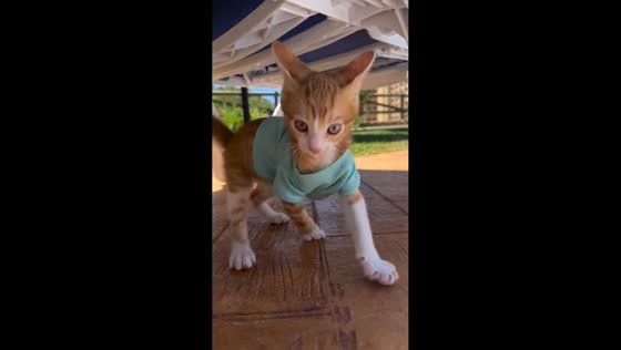 Playful kitten repeatedly pounces on owner’s hand during outdoor playtime in Spain