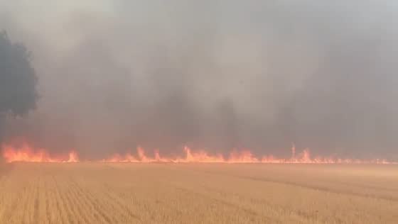 Blaze consumes grassland during heatwave in Romford, UK