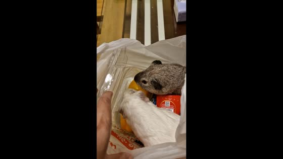 Guinea pigs caught snacking on bell peppers in Hanoi, Vietnam