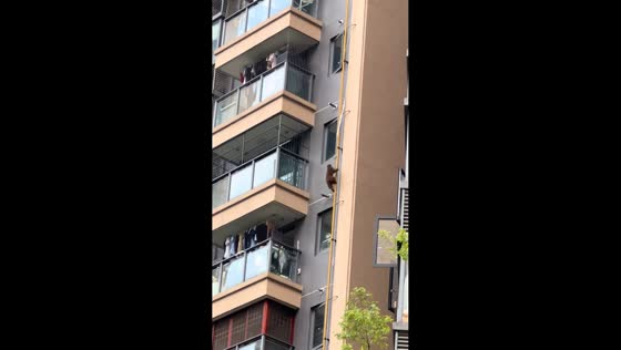 Monkey climbs pipes and moves between units in high-rise, Guangxi, China 