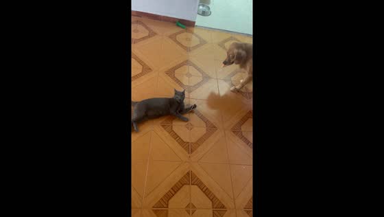 Dog and cat play together in Cúcuta, Colombia