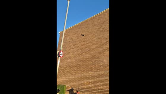 Dogs chase squirrel up wall in Leeds, UK