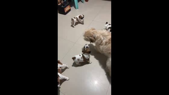 Puppies mistake Shih Tzu Sowee for mom in Guiguinto, Bulacan, Philippines