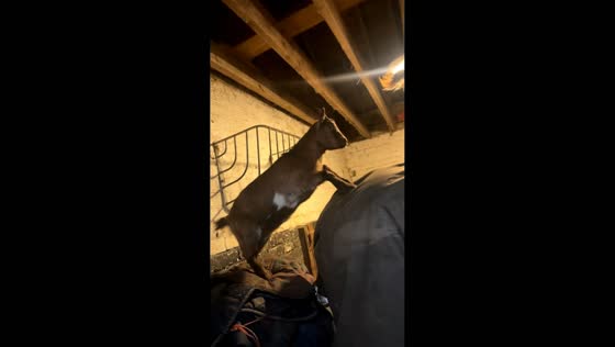 Goats playfully perch on horse in Hamilton, Scotland, UK