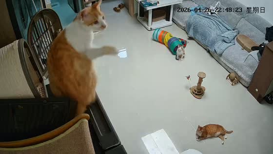 Cat falls from shelf while chasing insect in Hunan, China