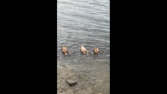 Ducks dip underwater, showing their tails in Hunan, China
