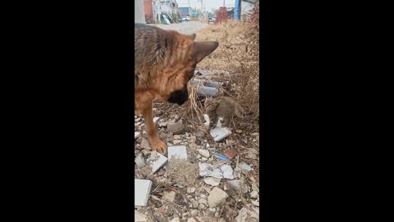 Gentle German Shepherd interacts sweetly with kitten in Hebei, China