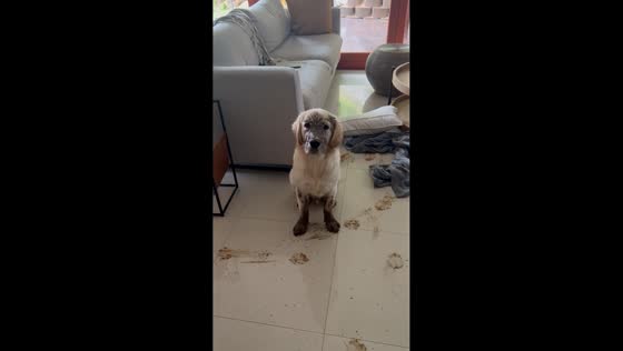 Golden retriever covered in dirt after making a mess in Durban, South Africa