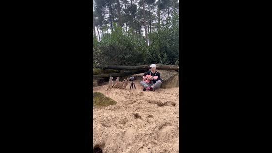 Musician plays guitar and sings with meerkats in Neuvillette-en-Charnie, France