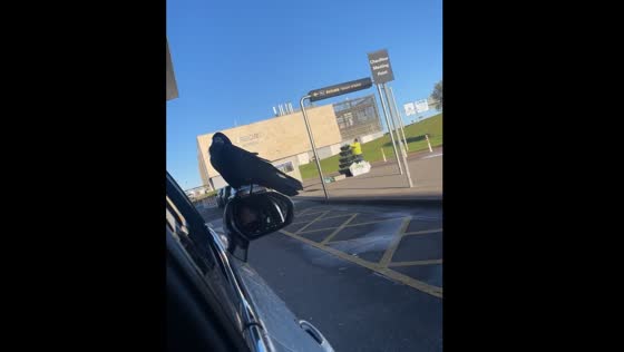 Bird perches on car's side mirror in Dublin