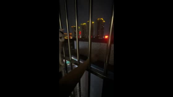 Cat keeps pulling hand away through fence in Guangdong, China