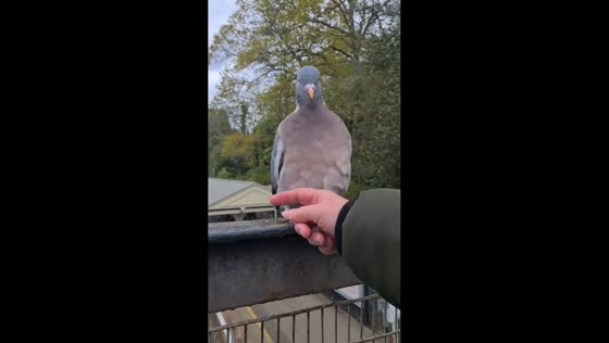Wood pigeon shares playful moment on bridge in Leatherhead, England