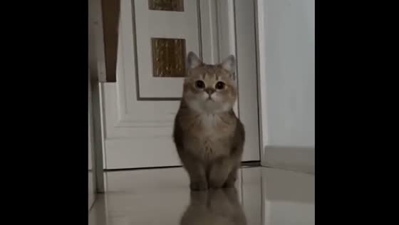 Cat prepares to pounce in video from Heilongjiang