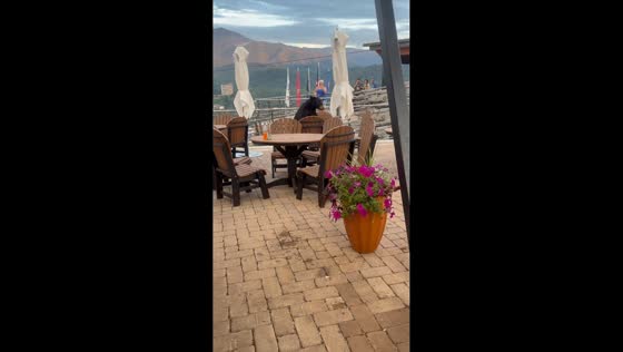 Black bear wanders through outdoor dining area in Gatlinburg, USA
