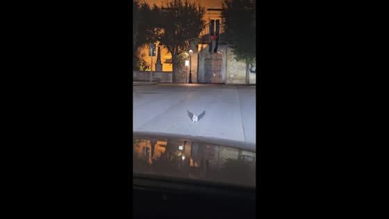 Pigeon calmly blocks traffic in Milan, Italy
