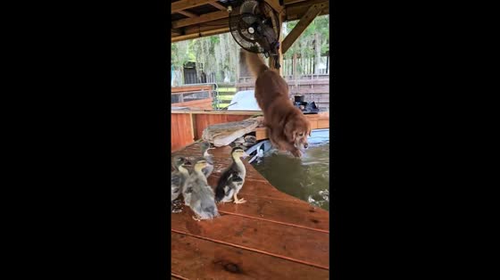 Toller happily joins duck pond, but ducks aren’t thrilled in Davie, Florida, USA