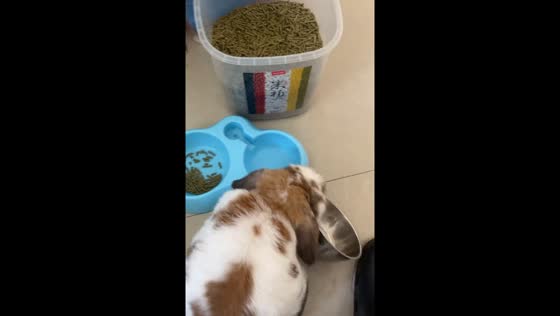 Pet rabbit in China repeatedly removes metal food bowl